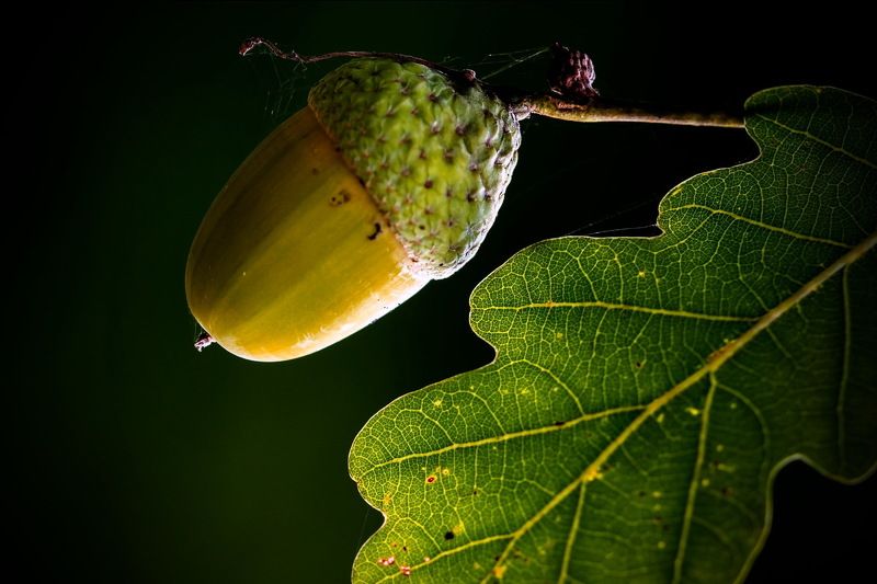 Жёлудь... фото превью