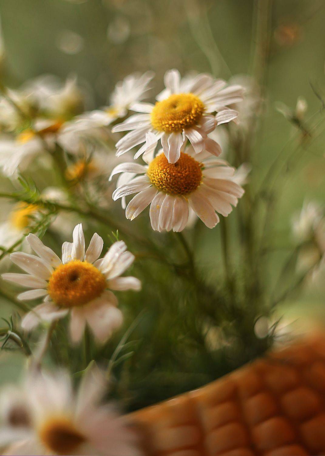 лето, ромашки, стихи, мой день рождения, Ирина Горюкина