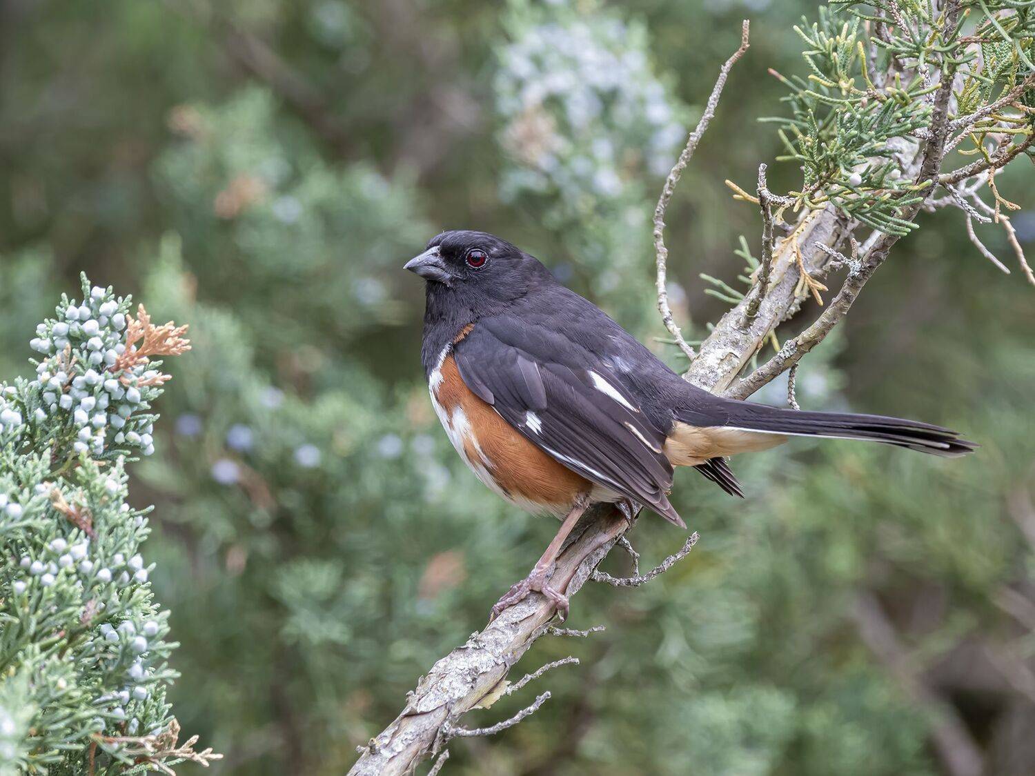 , Fernando Burgalin Sequeira