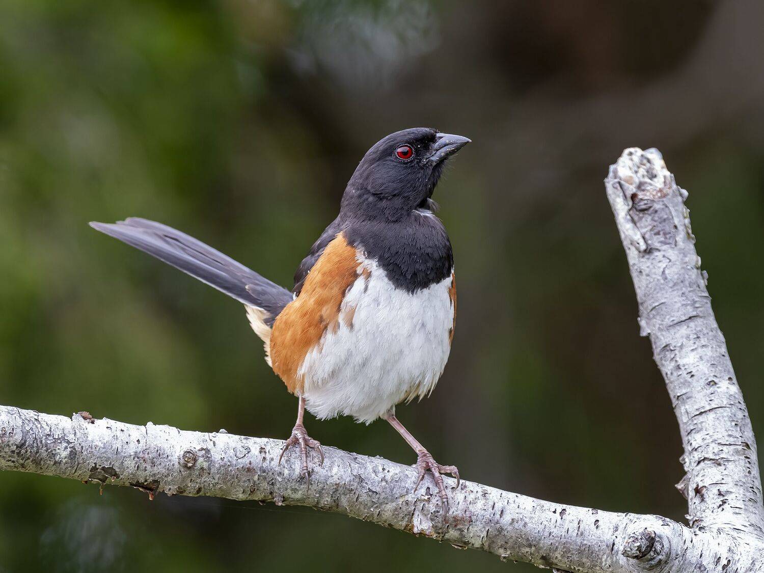 , Fernando Burgalin Sequeira