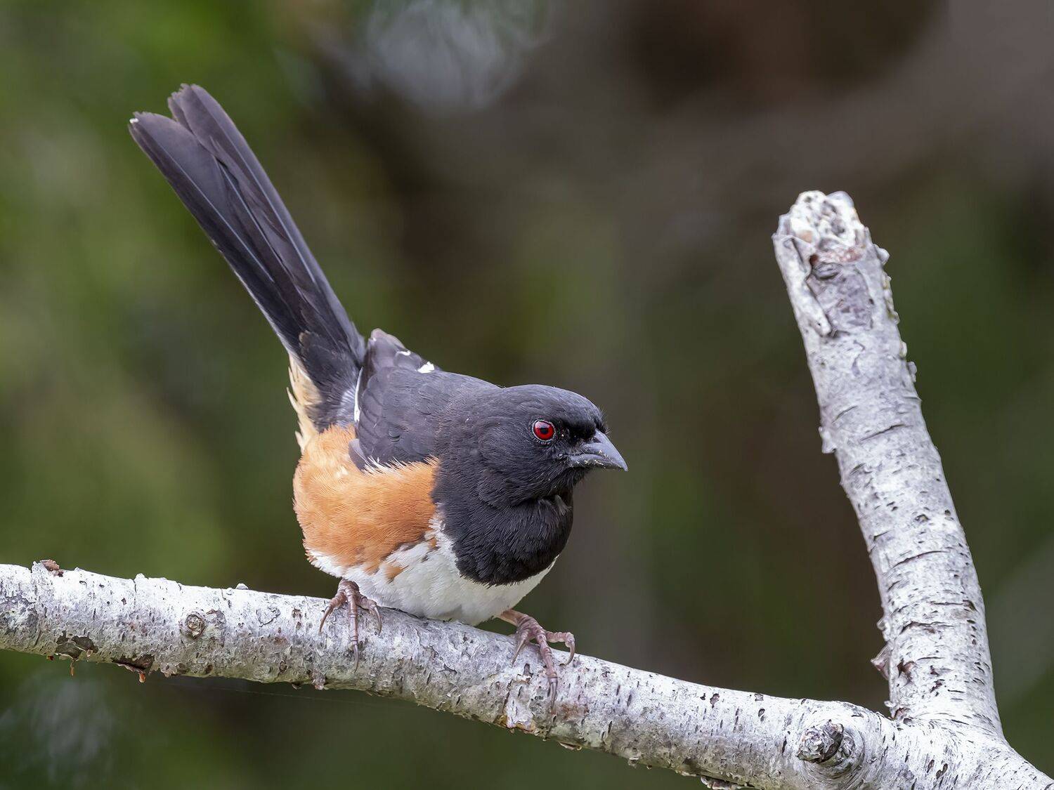 , Fernando Burgalin Sequeira