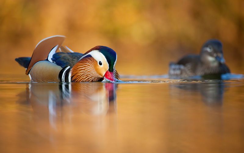 Mandarin duck фото превью