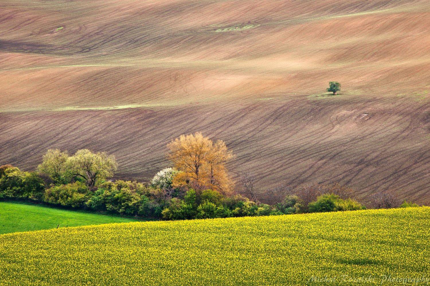 moravia, ,hills, ,spring, ,season, ,colors, ,tree, ,light, ,sunrise, ,fields, ,landscape, ,photography, ,blooming, ,grass, ,flowers, Michal Rozalski