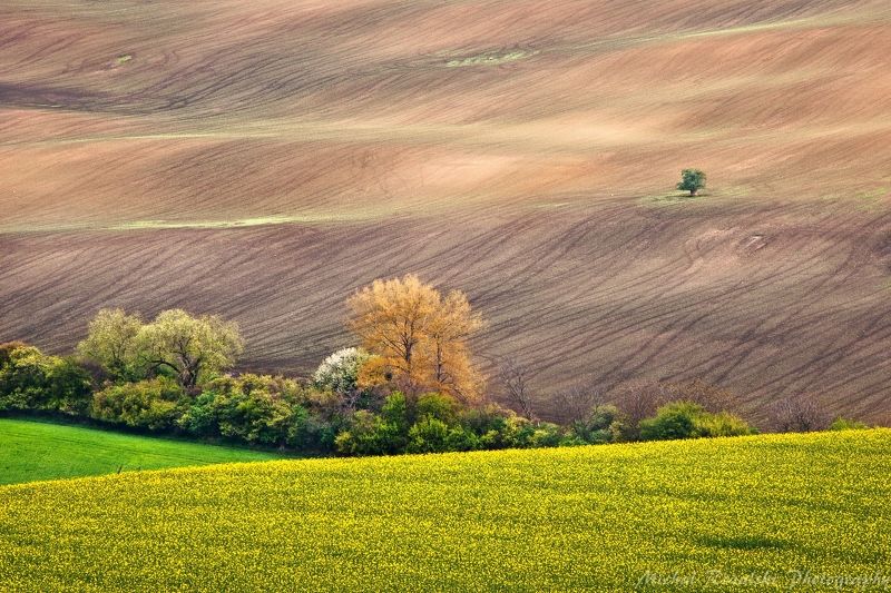 moravia, ,hills, ,spring, ,season, ,colors, ,tree, ,light, ,sunrise, ,fields, ,landscape, ,photography, ,blooming, ,grass, ,flowers Blooming in spring фото превью
