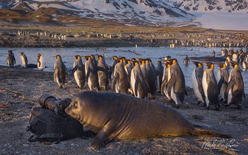 Приключения Рюкзака в Антарктике