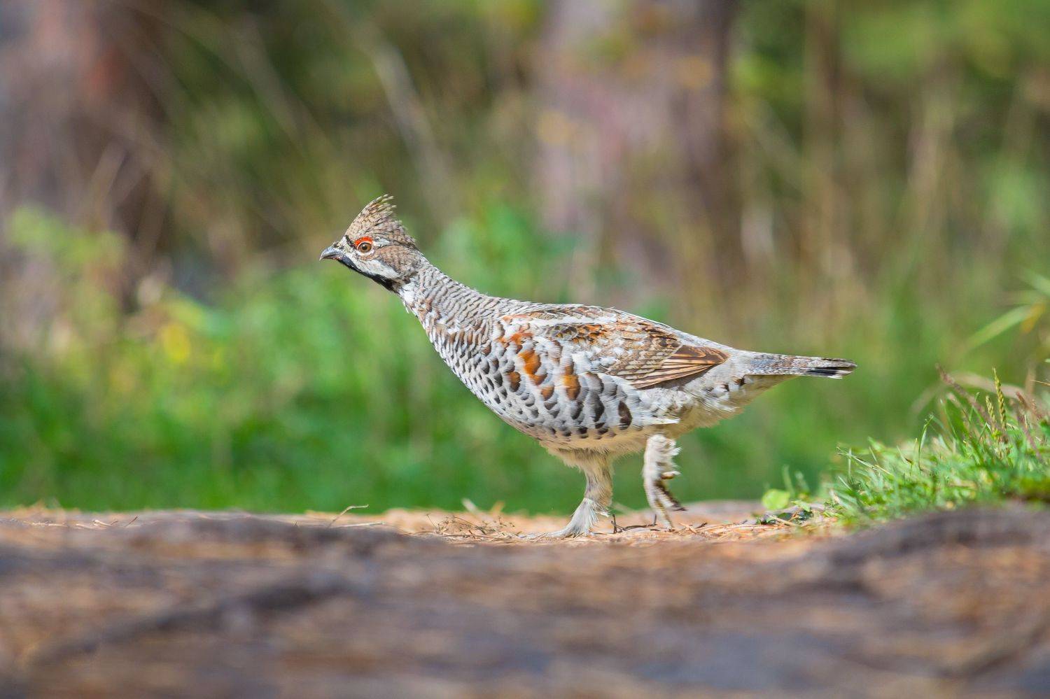 рябчик, птицы, новосибирск, Денис Воронов