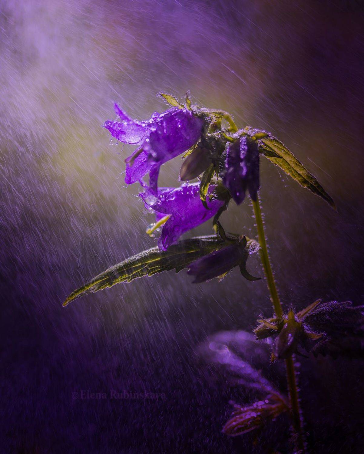 , Елена Рубинская