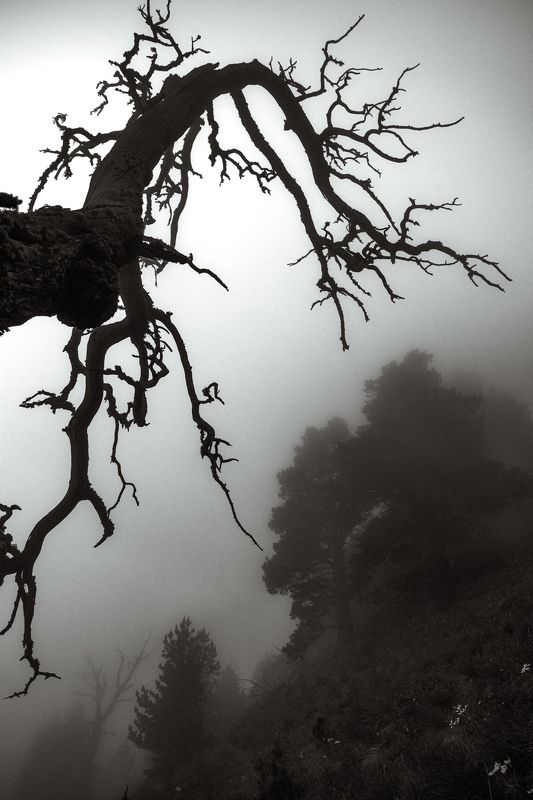 не один фото превью