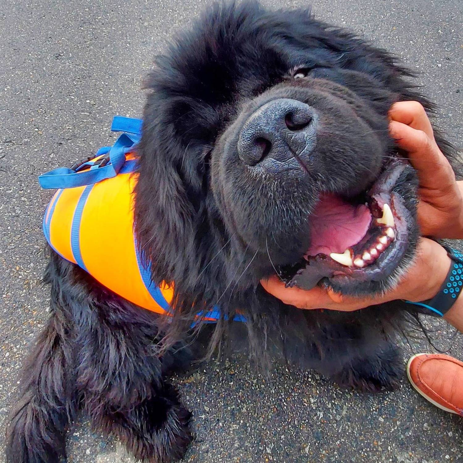 огонь пожарные мчс fire firefighter rescue спасатели дым работа собака, Сергей Лашнев