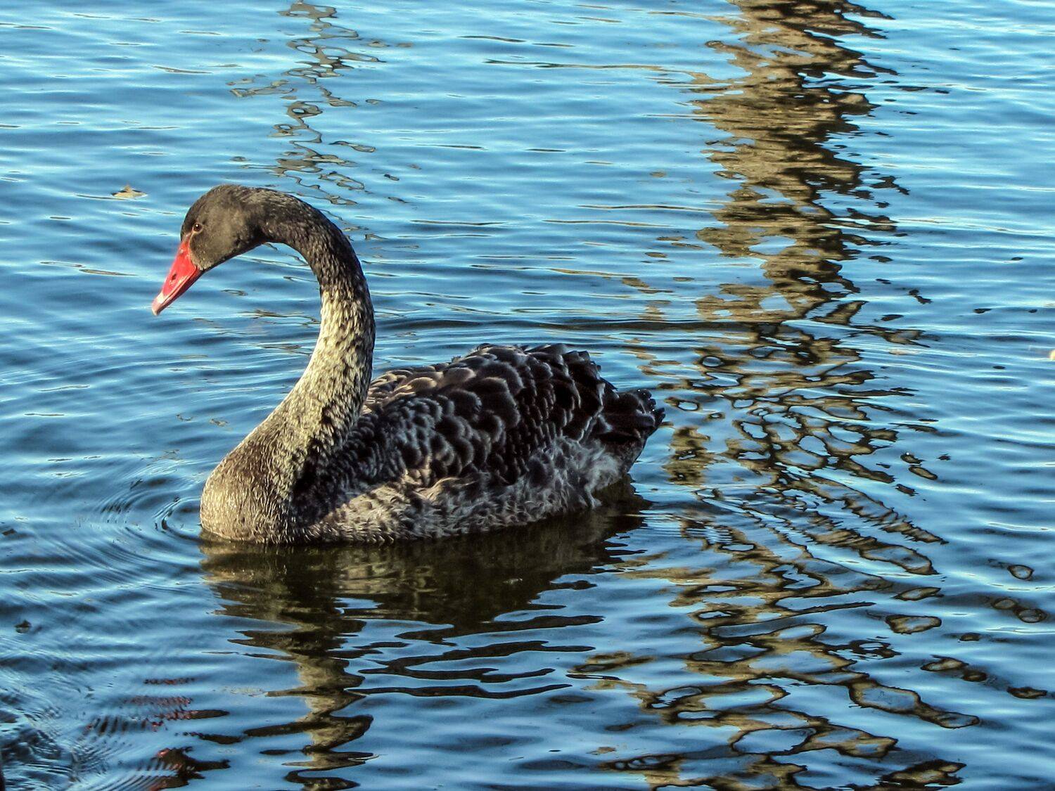 aquatic animal themes,wildlife,animal swimming,wavy,no people,nature water,birds high,outdoor view,duck,Nature,Water,Animal Wildlife,Bird,Animals In The Wild,Outdoors,Lake,Photography,Swan,Swimming,Animal,Water Birds,Day,Reflection, DZINTRA REGINA JANSONE