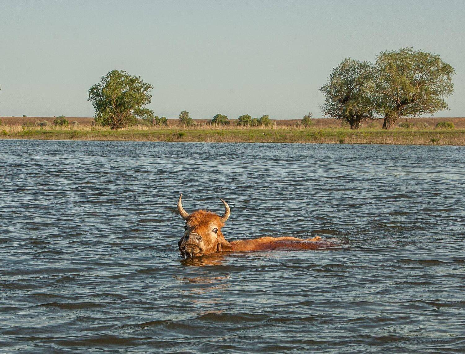 астраханская, обл, с.камышово, Сергей цыбизов