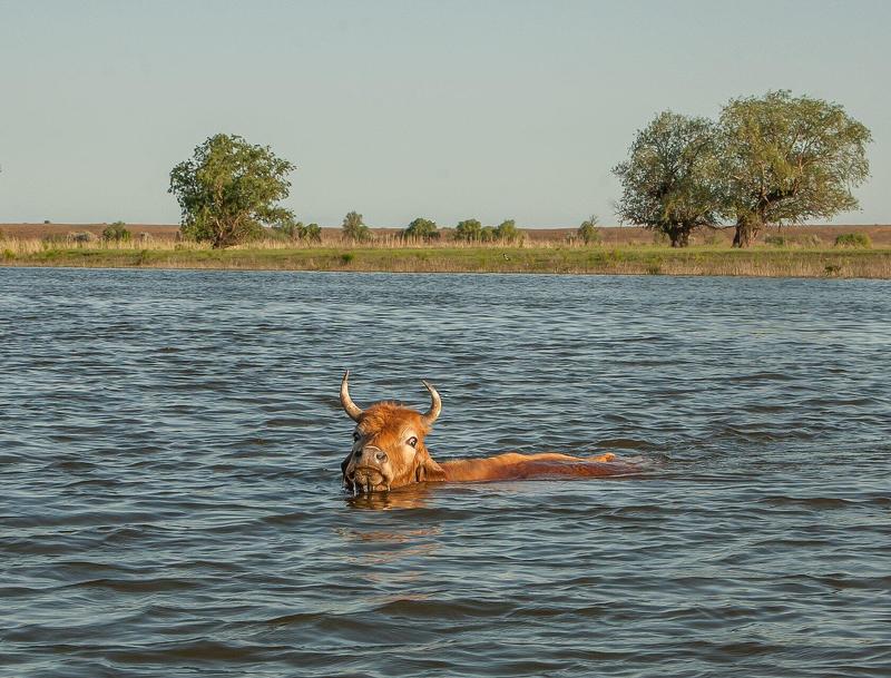 астраханская, обл, с.камышово Я    ПЛЫВУ  ТАКАЯ   ВСЯ.. фото превью