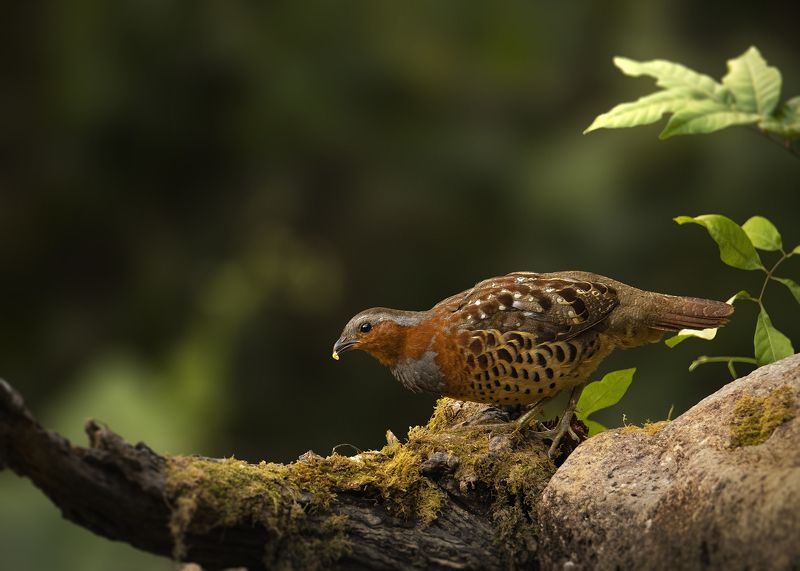 птицы, китайская бамбуковая куропатка, birds, wildlife Небольшой перекус фото превью