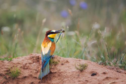 Золотистая щурка