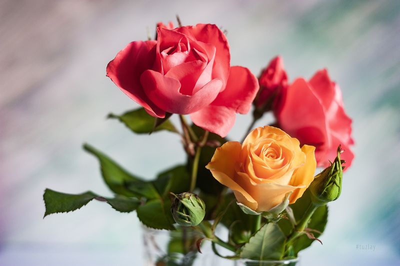 желтая роза, розы Жёлто-розовые вариации фото превью