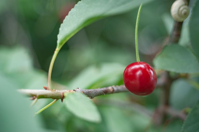 С Индустаром по городским улочкам. Вишенки. фото превью
