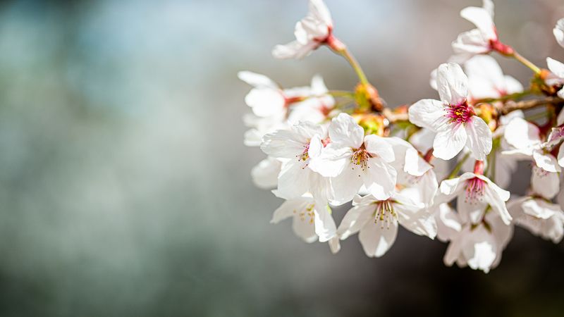 Spring фото превью