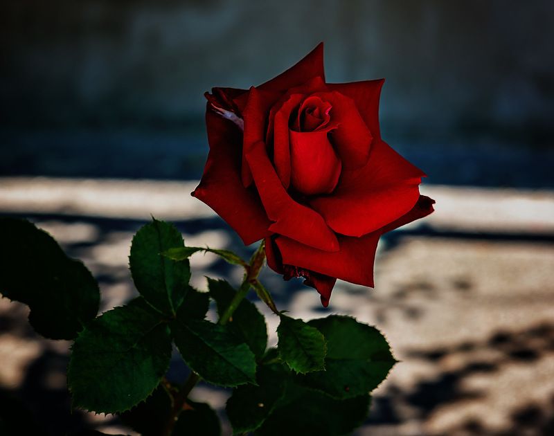 Цветочки фото превью