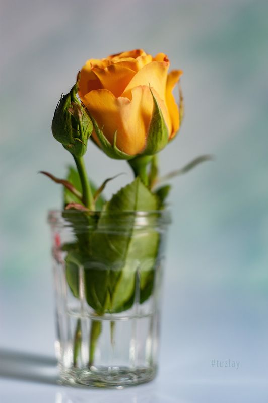 Жёлтенькая в стаканчике) фото превью