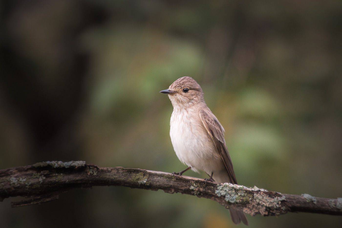 мухоловка, птицы, лето, birds, wildlife, spotted flycatcher, Алексей Юденков