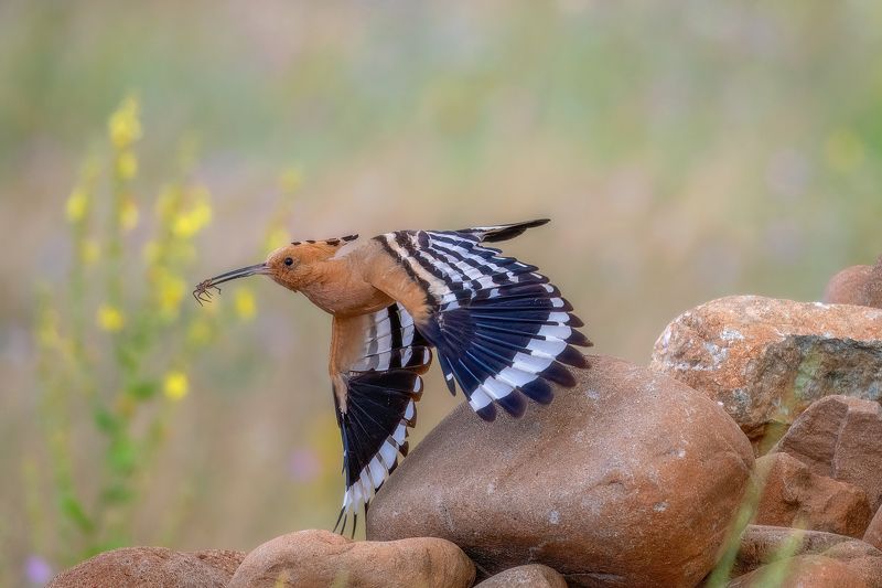Eurasian hoopoe (Upupa epops​)... фото превью