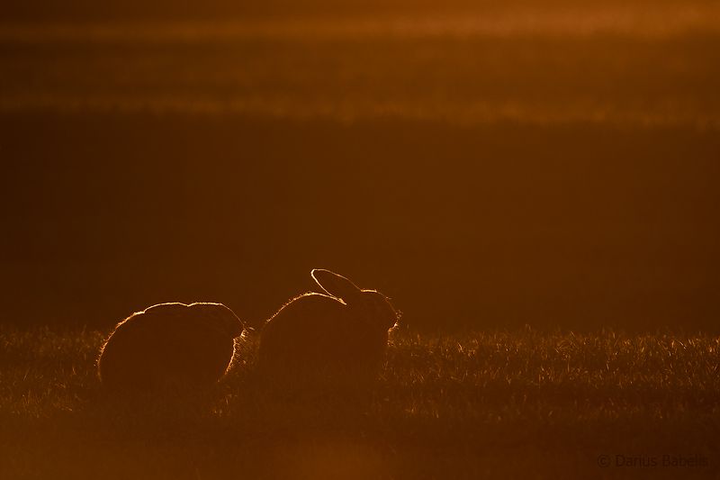 Заяц фото превью