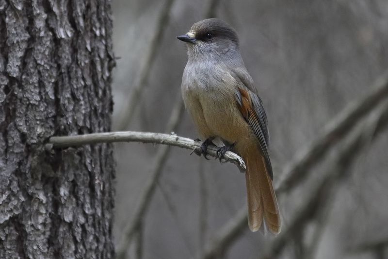 кукша фото превью