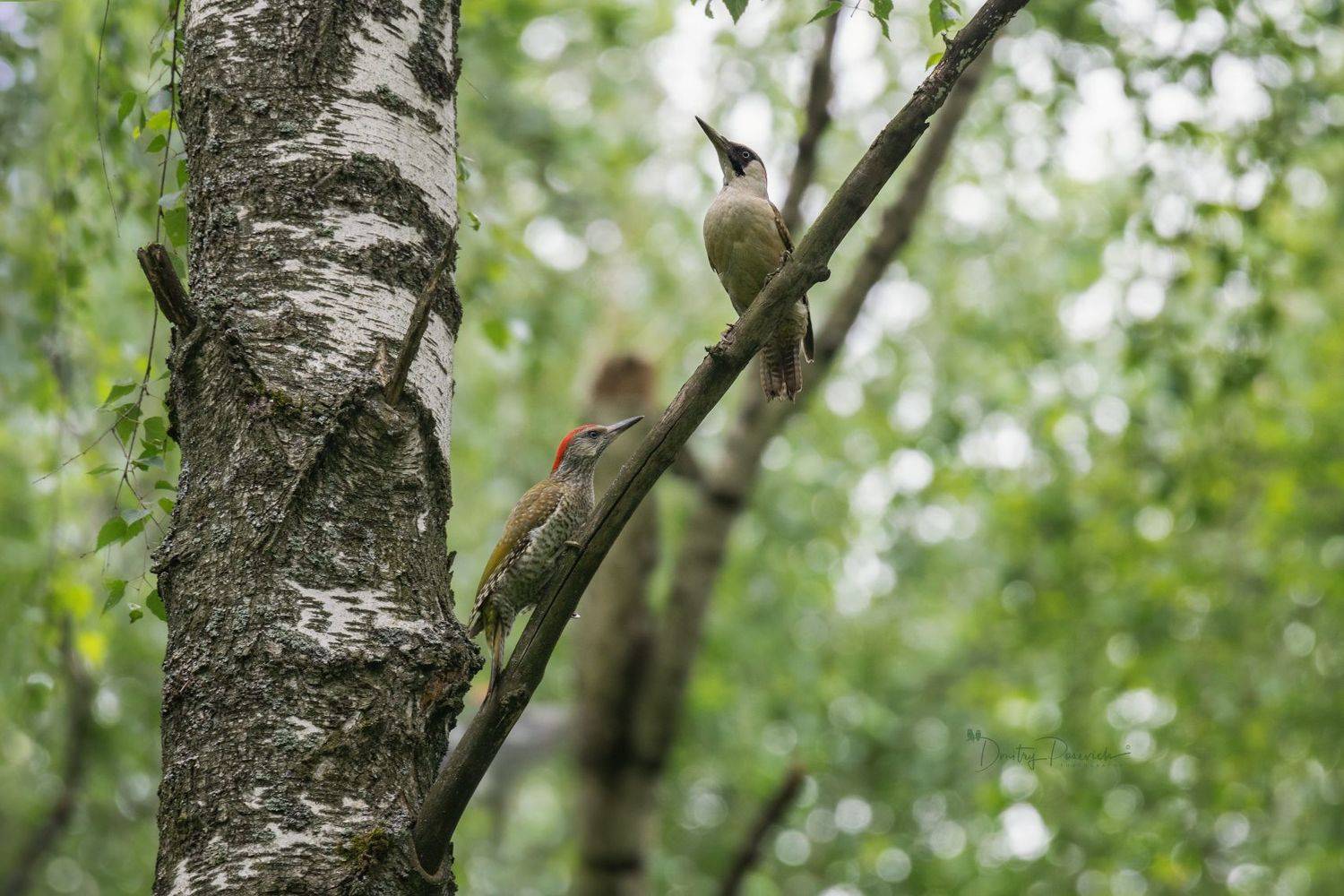 природа, лес, поля, огороды, животные, птицы, макро, Дмитрий Посевич