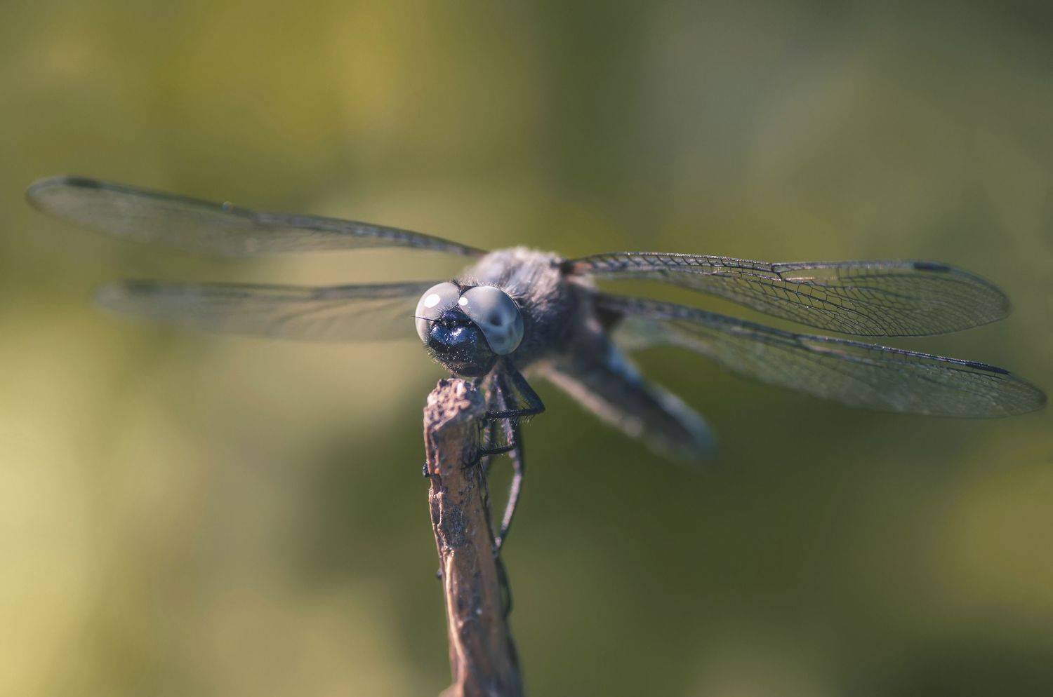 стрекоза,насекомое,зелёный,природа,лето,крылатое, Владимир Володин