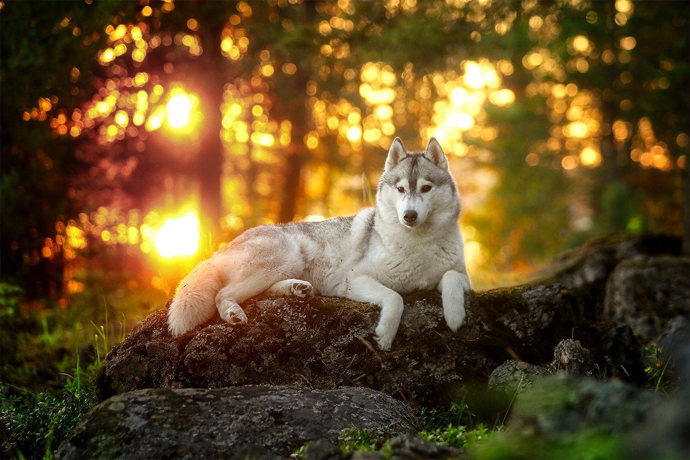 , Андрей Ершов