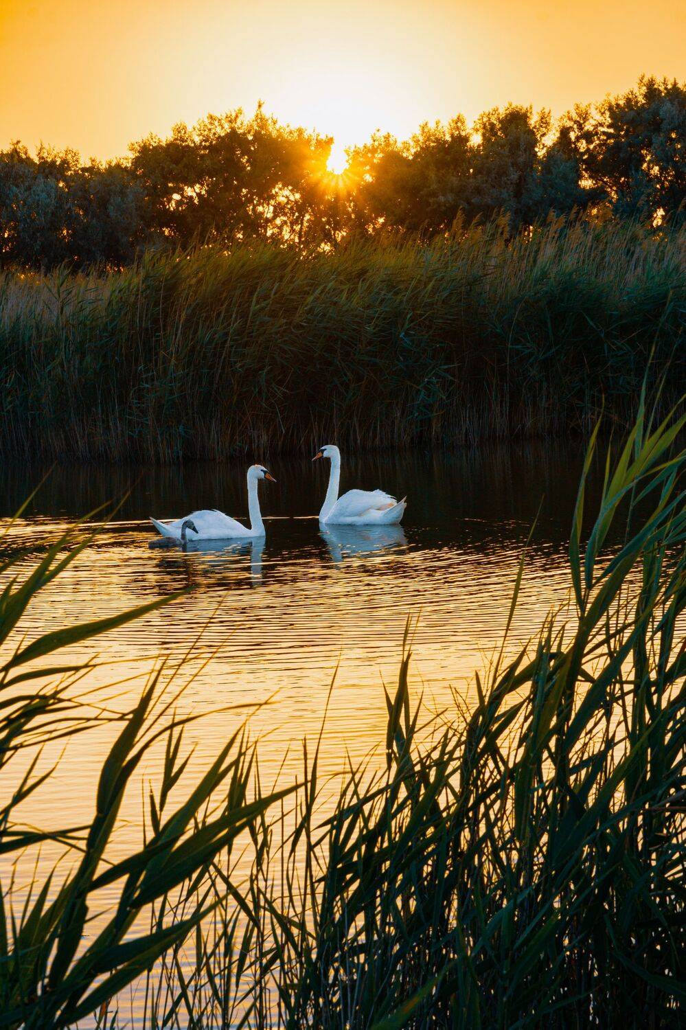, Андрей Кривцов