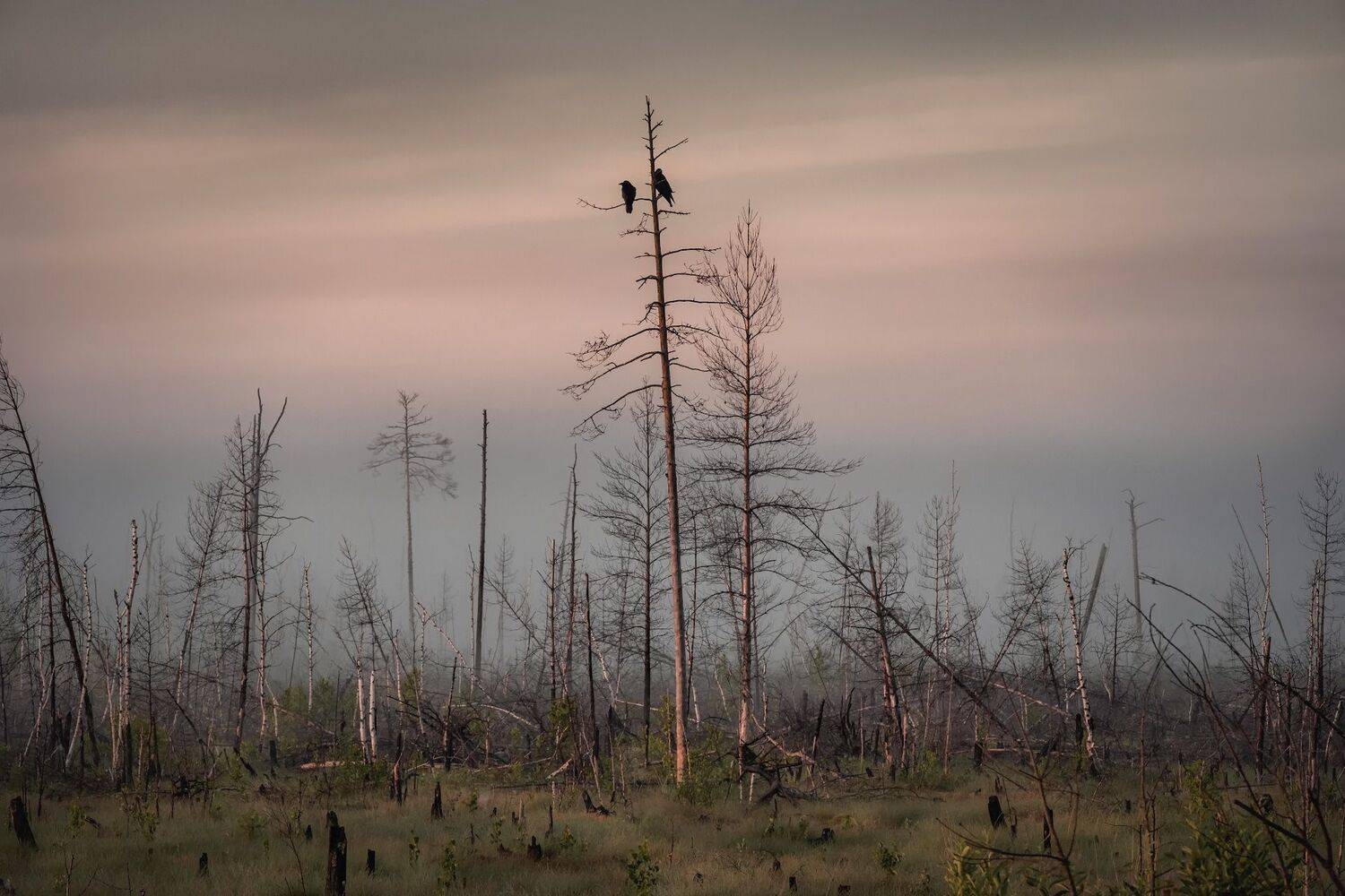 болото, рассвет, туман, ворон, птица, деревья, утро, урал, пермь, природа, Андрей Чиж