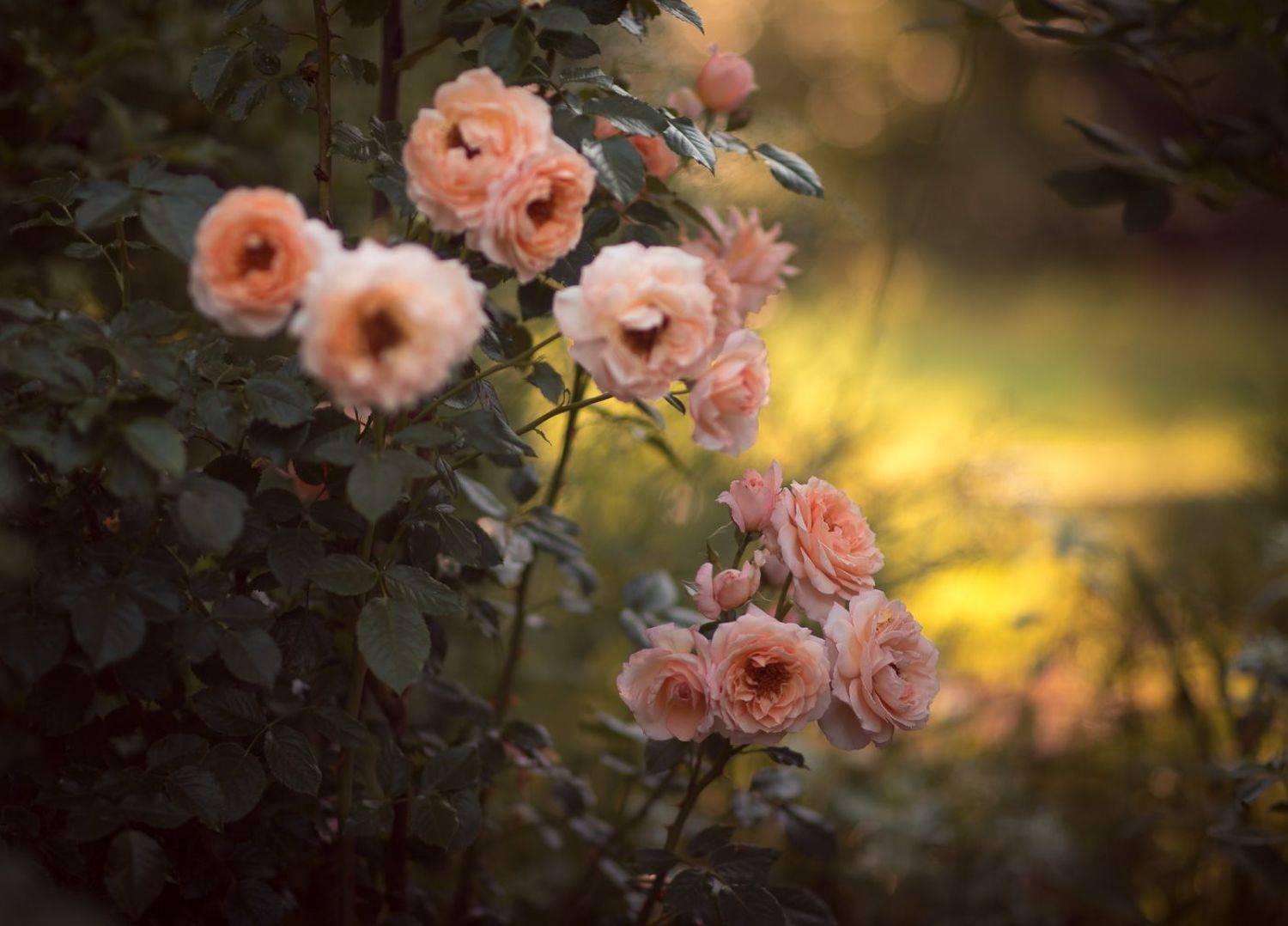 flowers, garden, barock, rose, цветы, садовые, барок, роза, Алексей Юденков