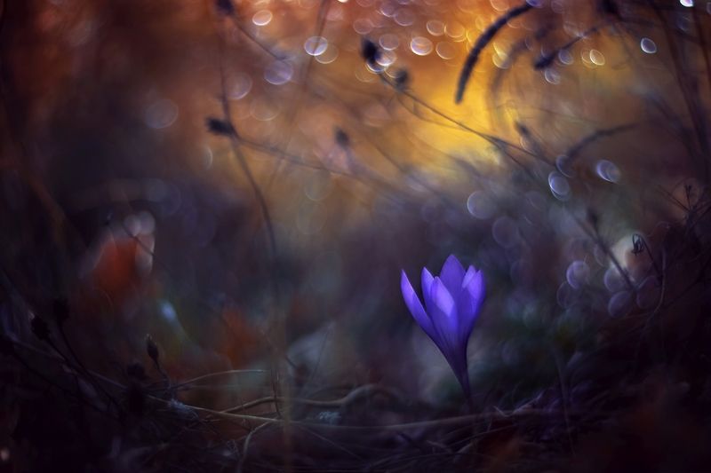 Orange and Purple фото превью