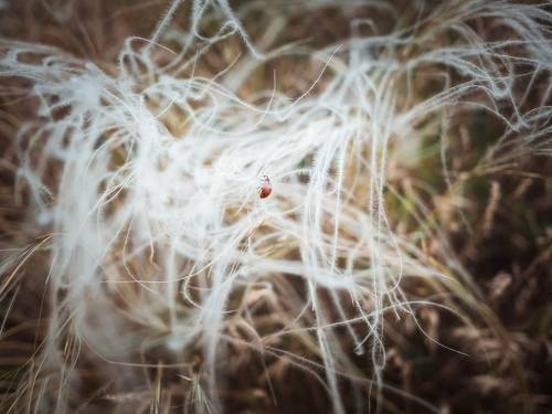 Коровка на ковыле.