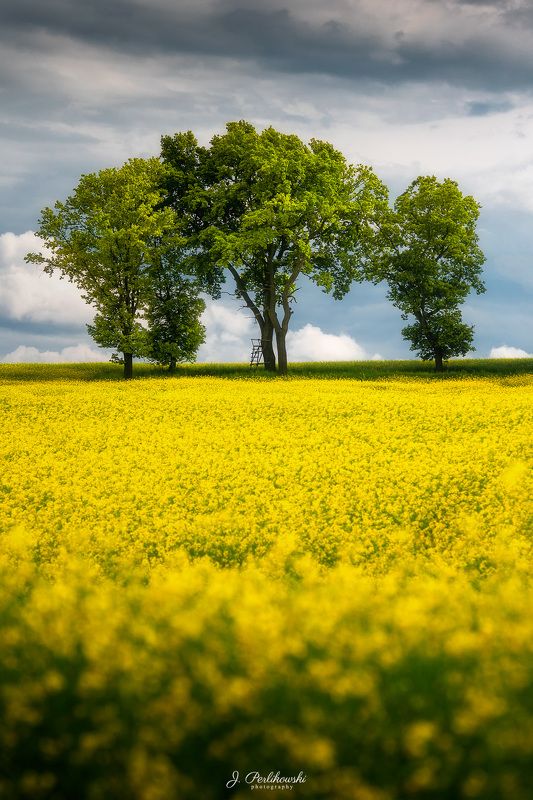 Spring vibes фото превью