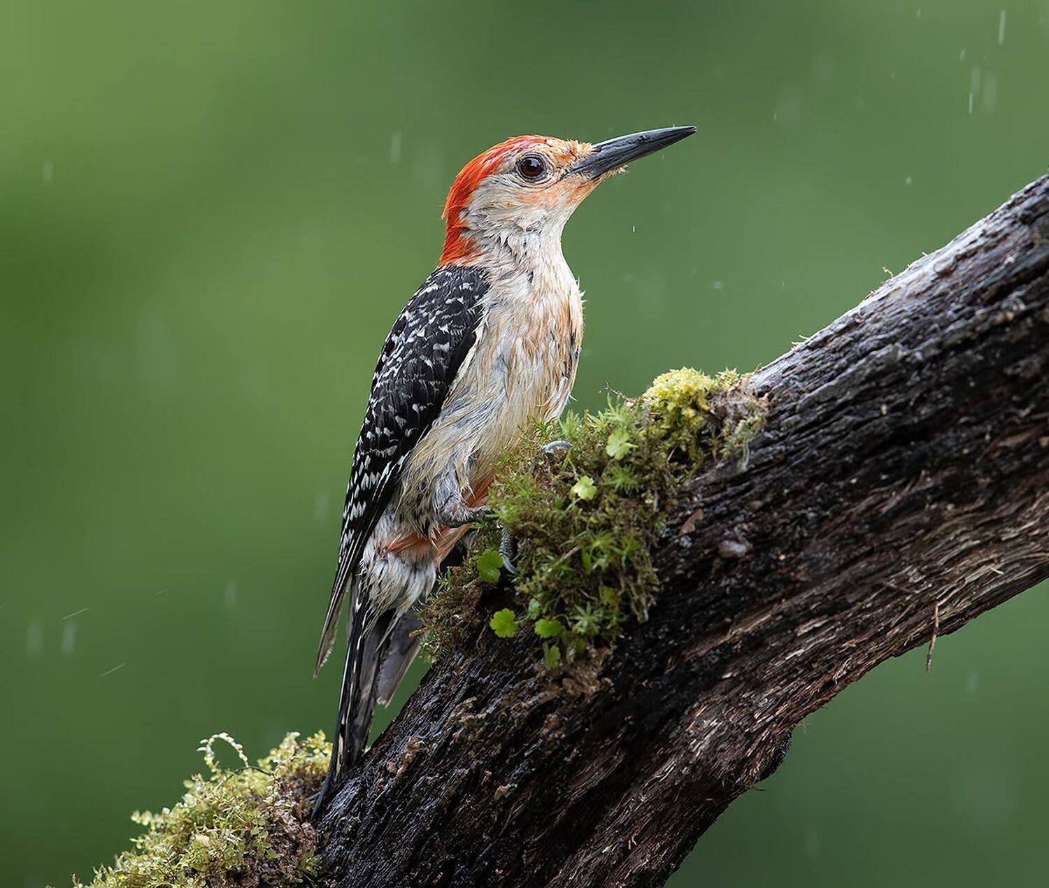 дятел, каролинский меланерпес, red-bellied woodpecker, woodpecker, Elizabeth Etkind