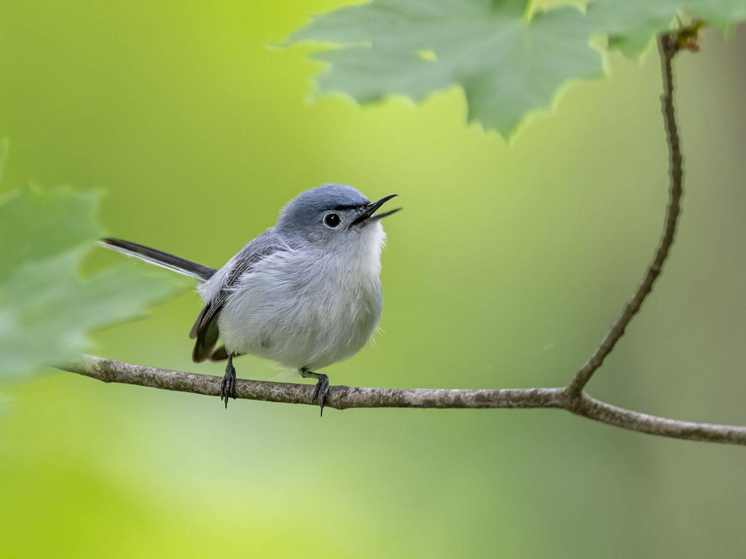 , Fernando Burgalin Sequeira
