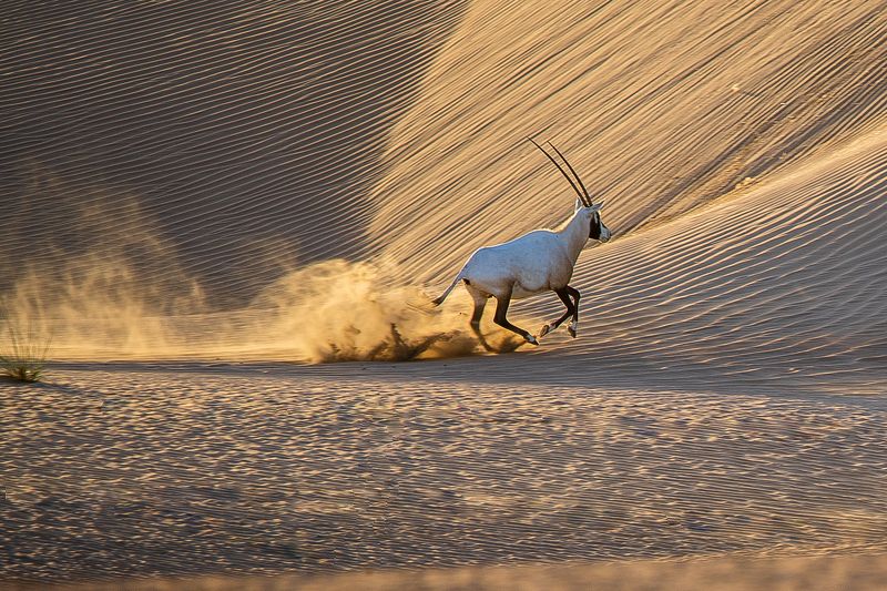 Elegant Arabian Oryx фото превью