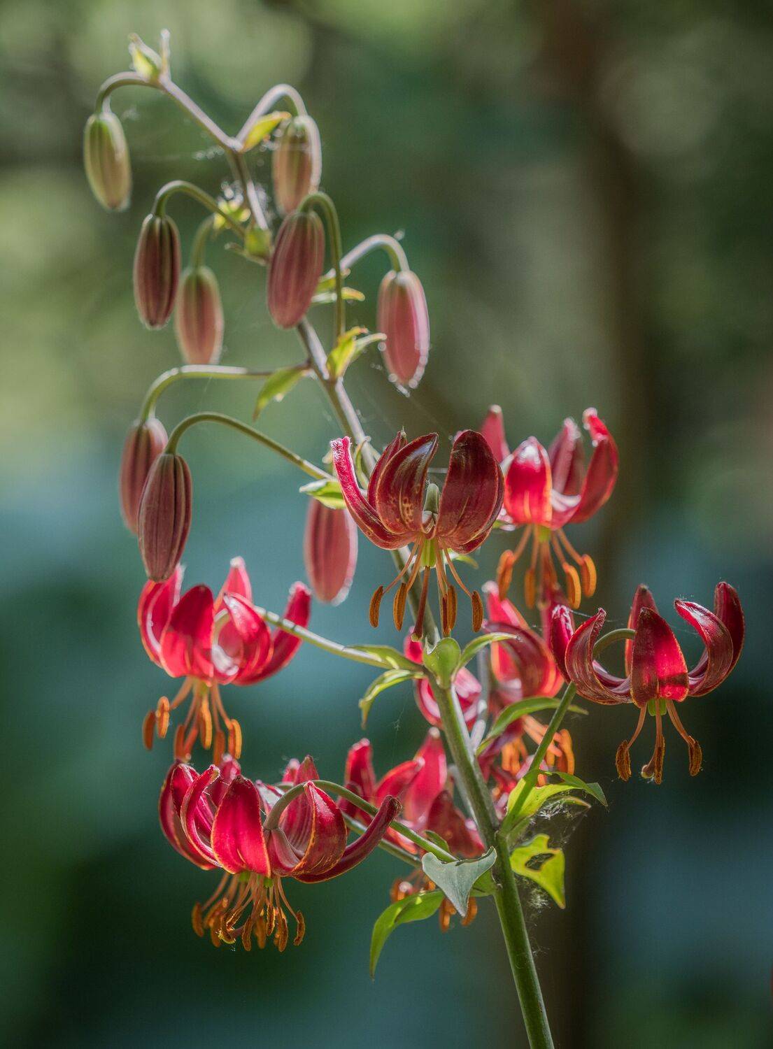 , Курлянцев Алексей