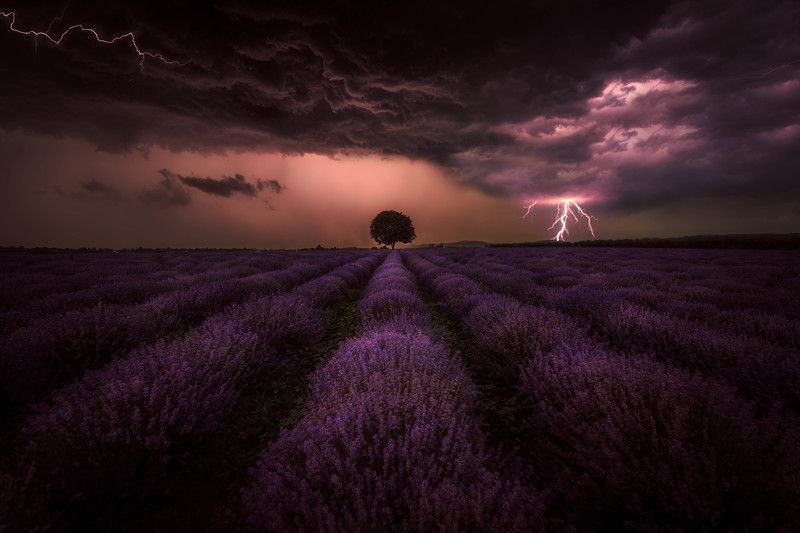 #landscape#nature#thunderstorm#lavenders Storm and lavenders фото превью