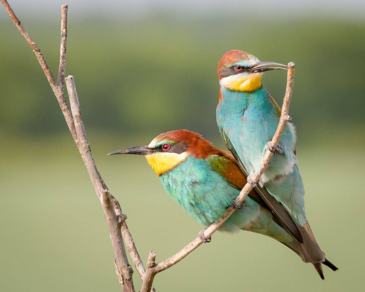 золотистая щурка, птицы, лето, birds, wildlife, bee-eater, Алексей Юденков