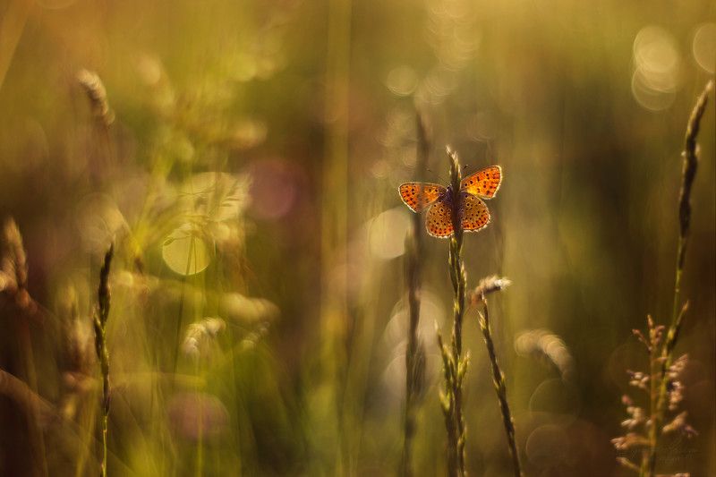 ... фото превью