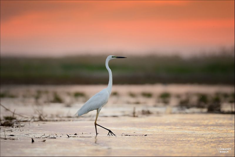 * * * фото превью