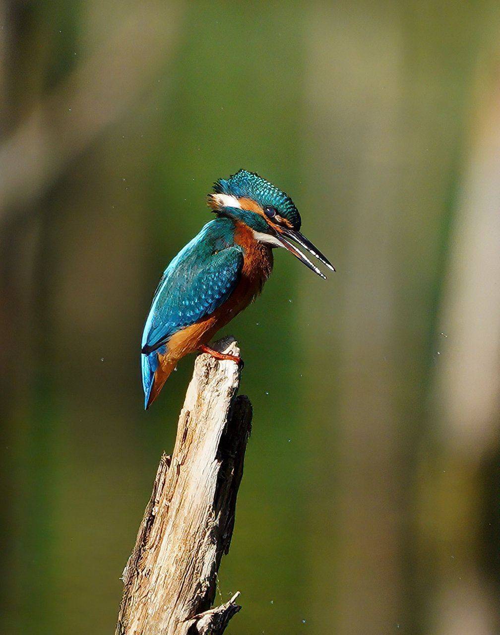 , Красимир Георгиев