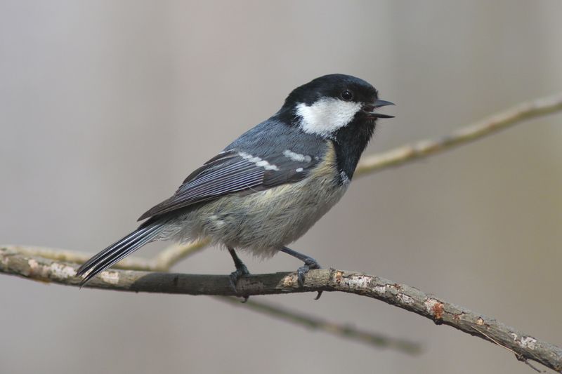 масковка фото превью
