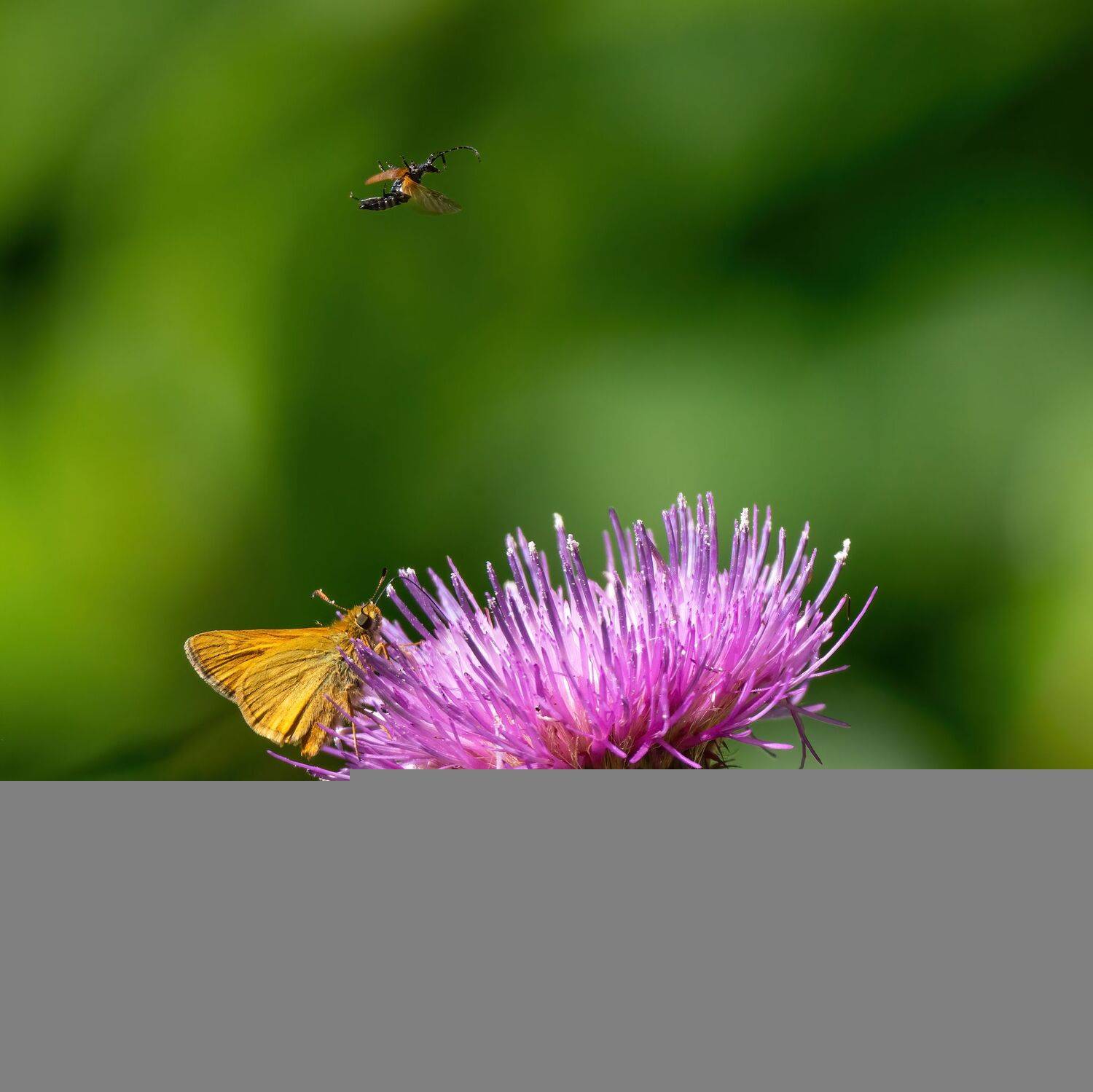 , Константин Дэм