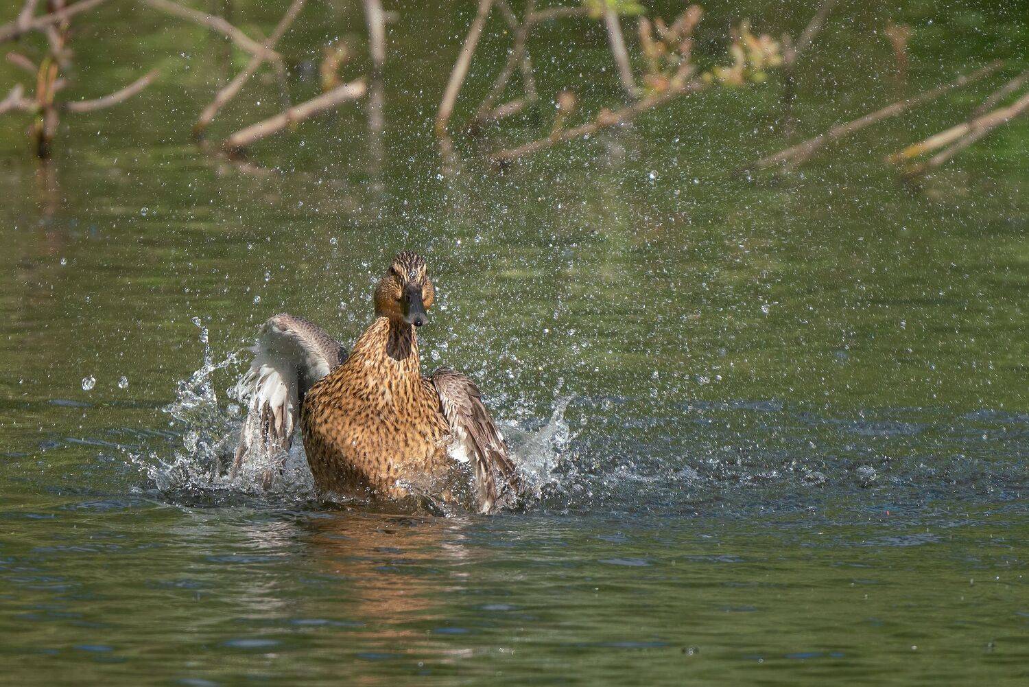 , Константин Дэм