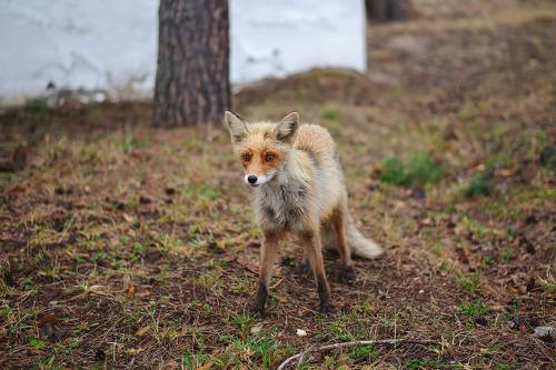 Сергачский лис