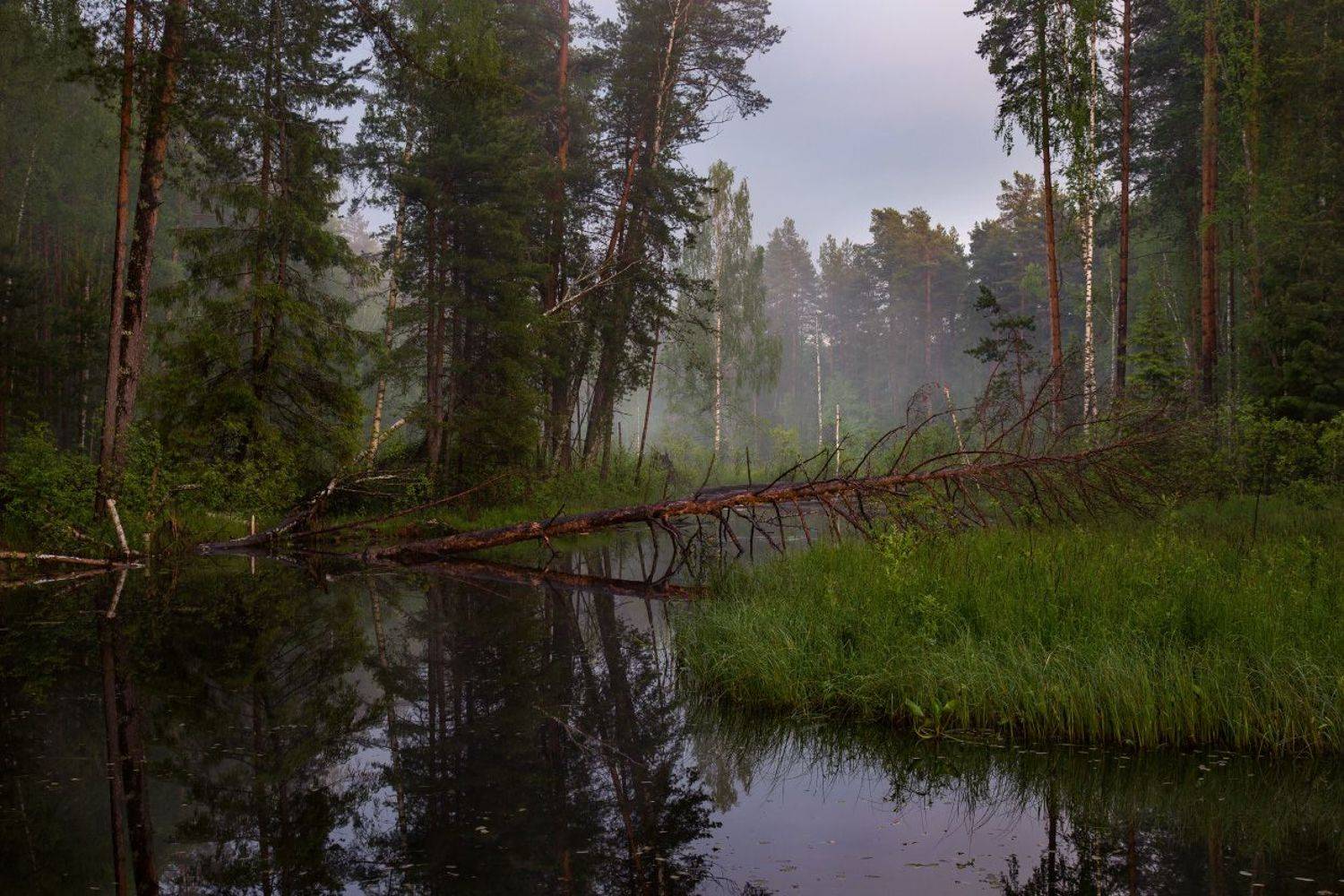 вечер июнь суходол вода закат, Дмитрий Алексеев